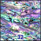 Abalone #32